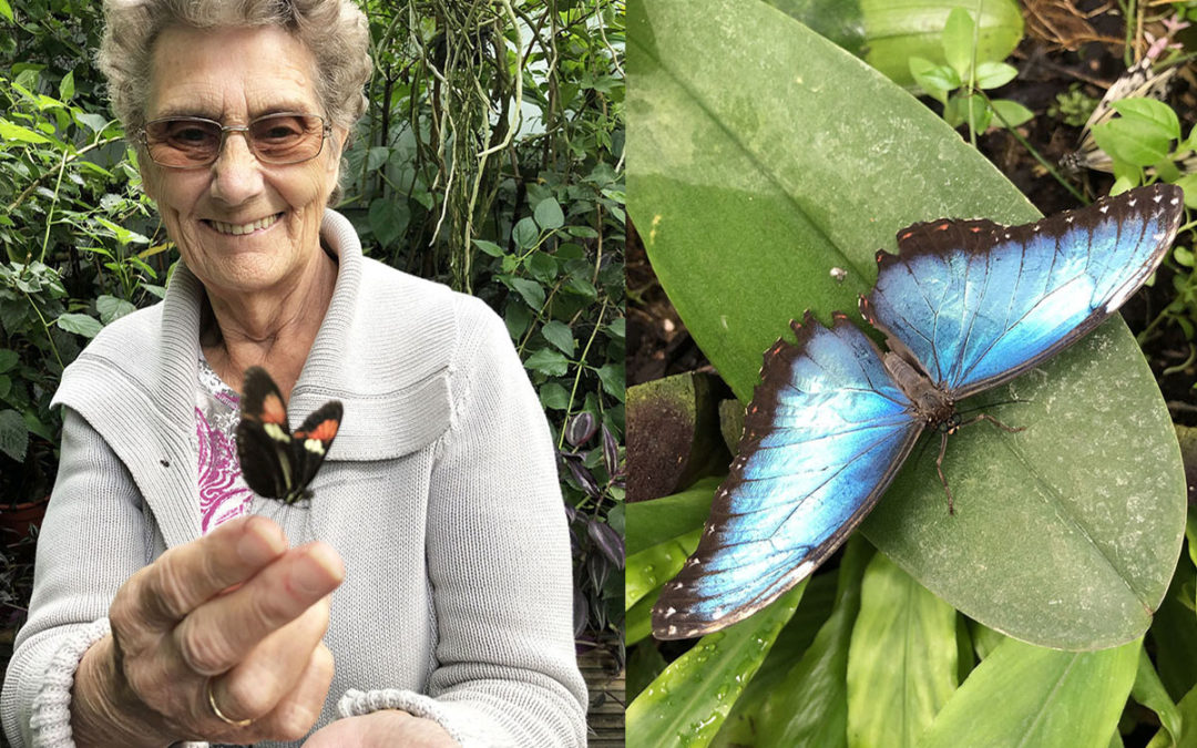 Sonya Lodge Residential Care Home residents explore a butterfly jungle