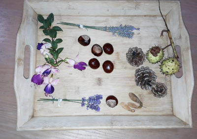 A tray of natural items including conkers and pinecones