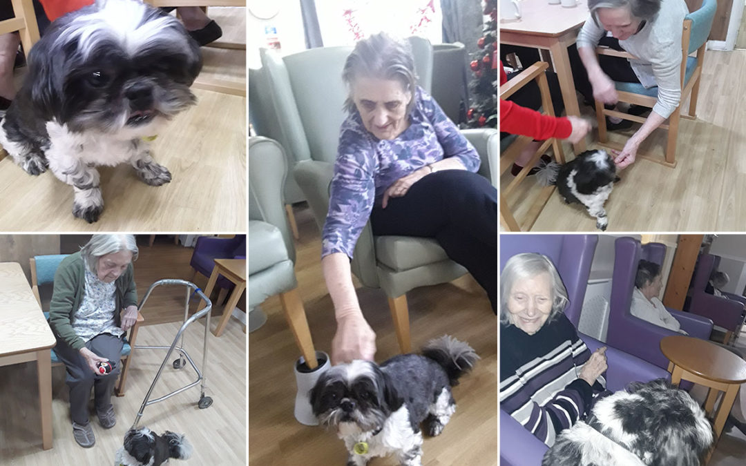 Rocco brings smiles to Sonya Lodge Residential Care Home
