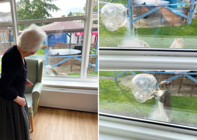 Squirrel at the window at Sonya Lodge Residential Care Home