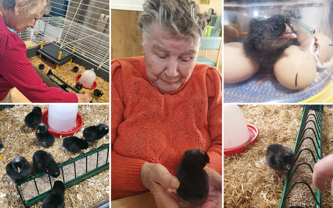 Hatching baby chicks at Sonya Lodge Residential Care Home