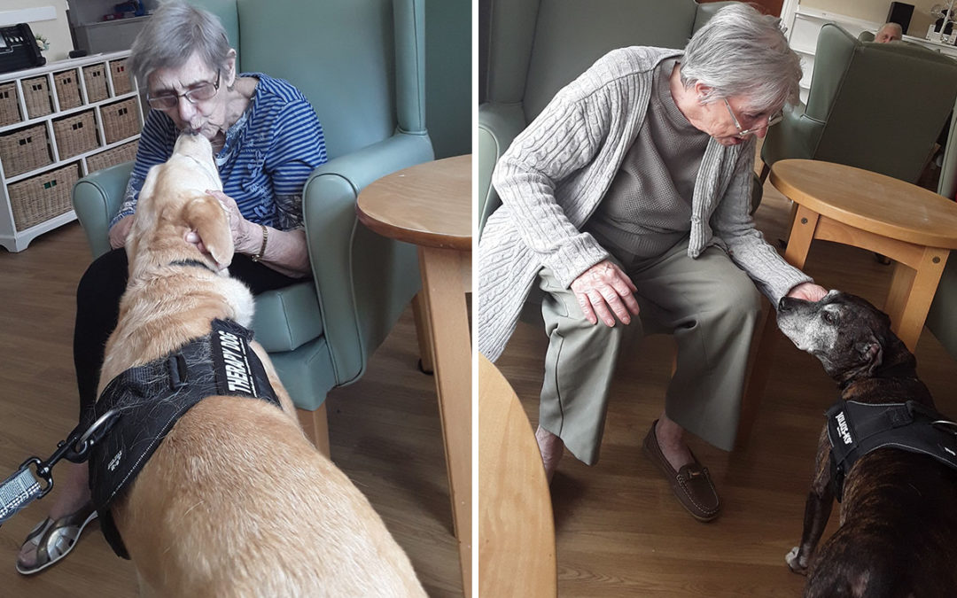 Therapy dogs visit Sonya Lodge Residential Care Home