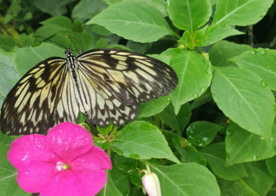 Sonya Lodge Residential Care Home residents enjoy befriending butterflies 2