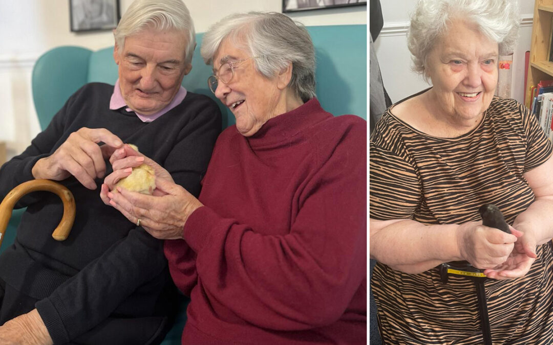 Hatching Easter chicks at Sonya Lodge Residential Care Home