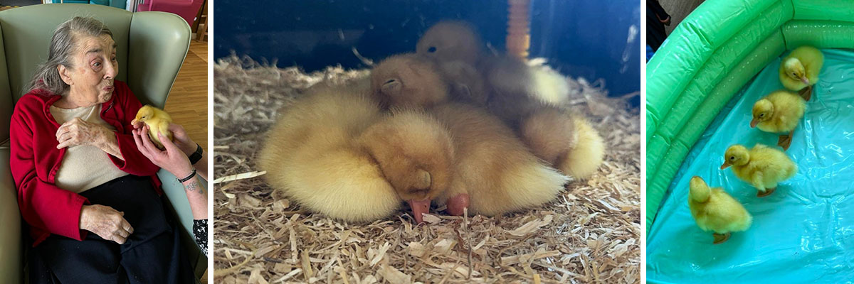 Ducklings at Sonya Lodge Residential Care Home