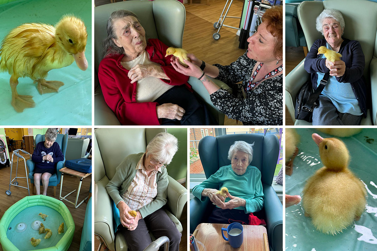 Easter ducklings at Sonya Lodge Residential Care Home