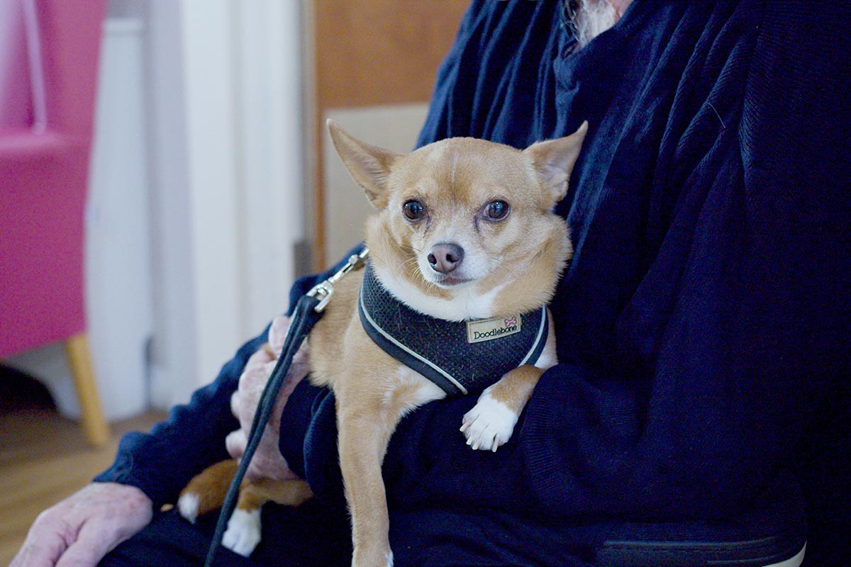 We provide comforting Pet Therapy at Sonya Lodge Residential Care Home