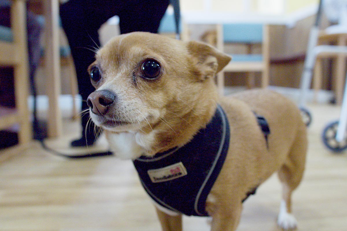 We provide comforting Pet Therapy at Sonya Lodge Residential Care Home