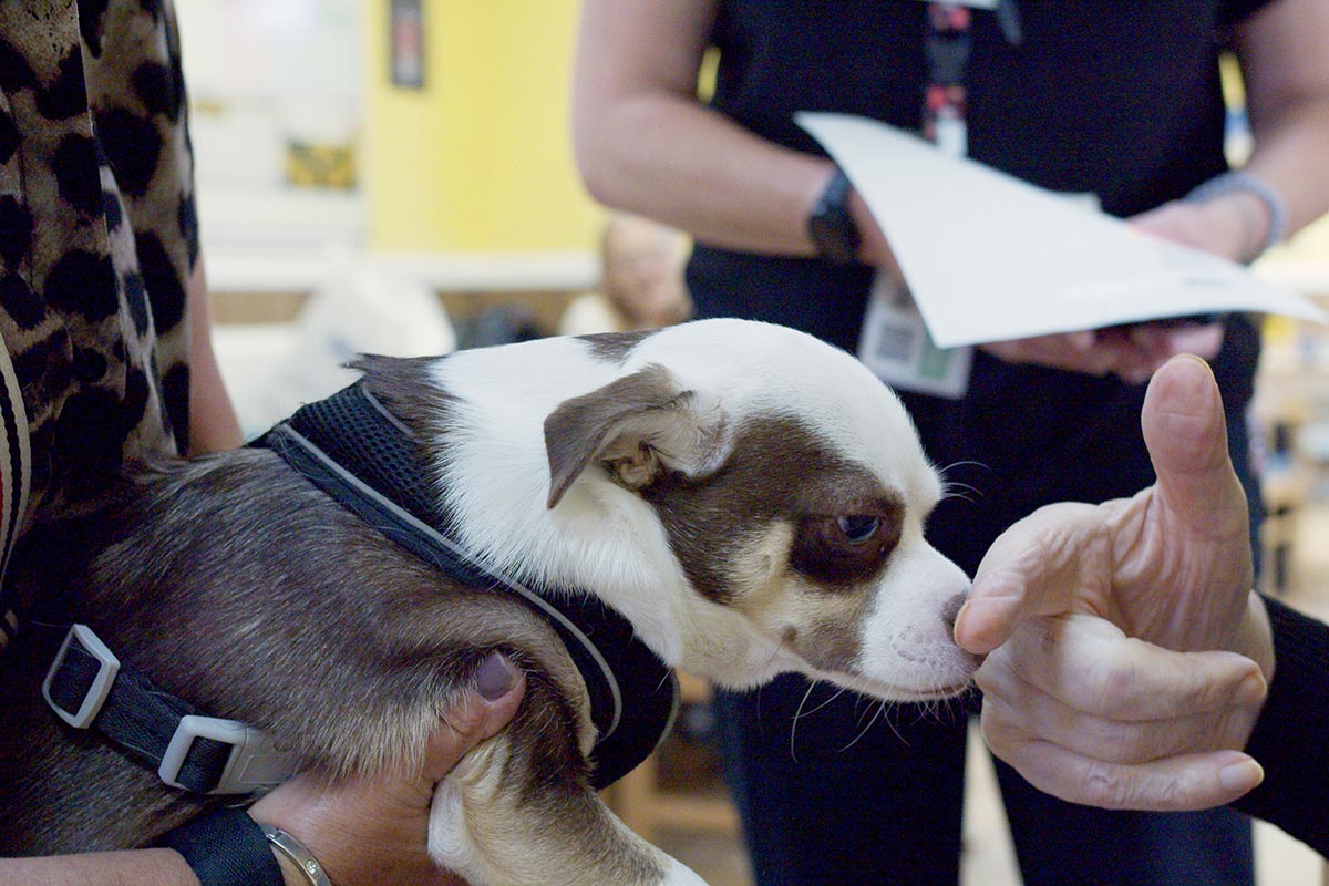 We provide comforting Pet Therapy at Sonya Lodge Residential Care Home